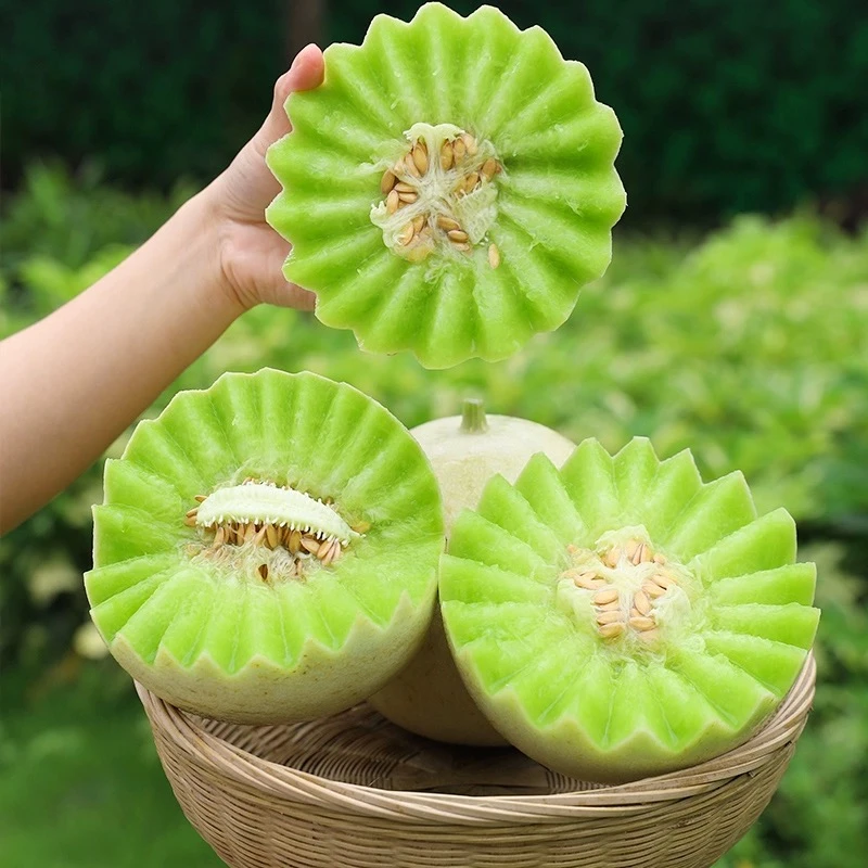 （一五班甄选）山东玉菇甜瓜/软糯香甜/放两天更好吃/4.5-5斤