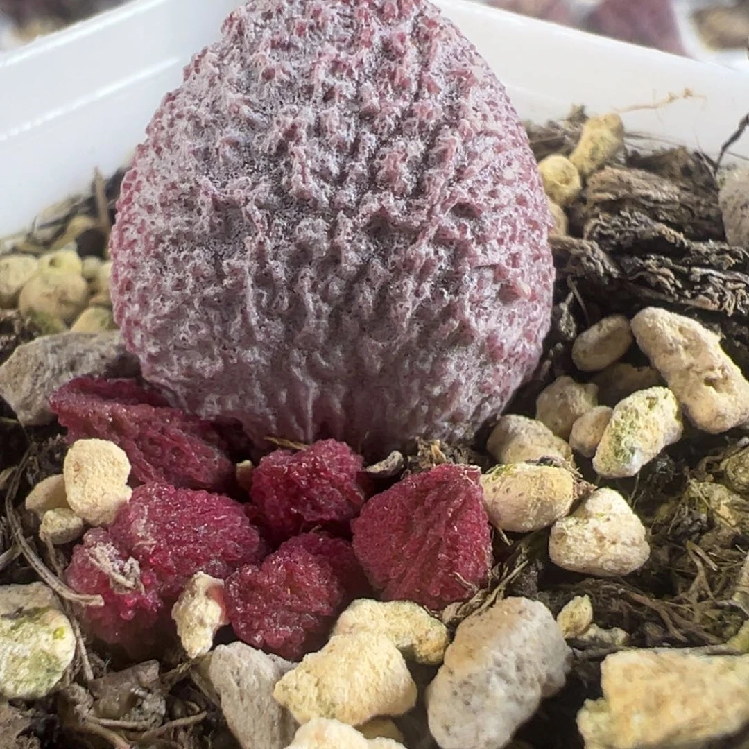 ?**?实生新品大苗多肉植物水泡