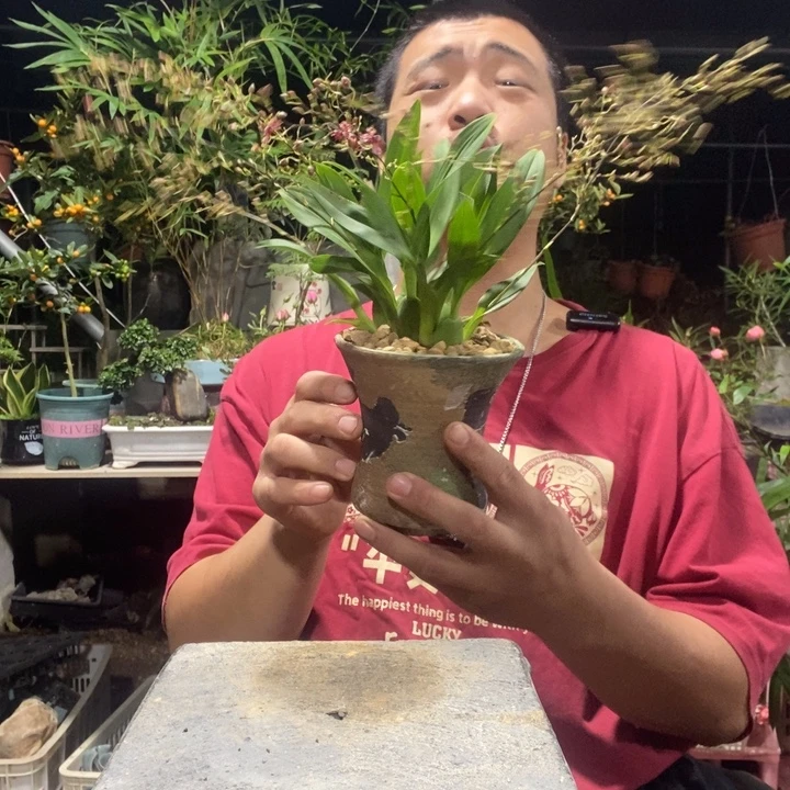 ****琪以实际为准盆景绿植盆栽175