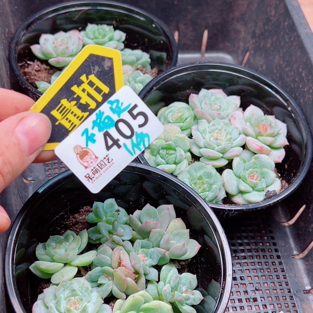 多肉植物多肉植物