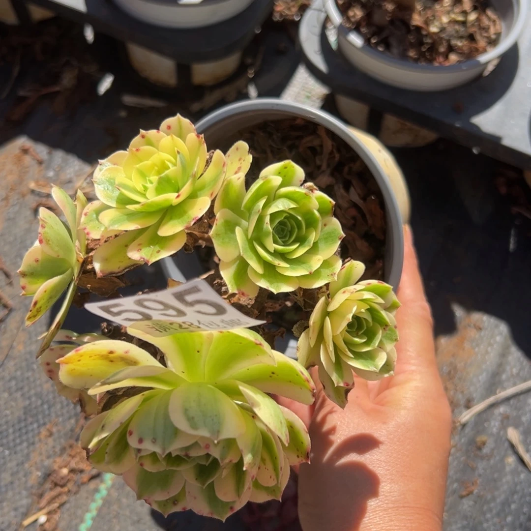 多肉植物595无售后