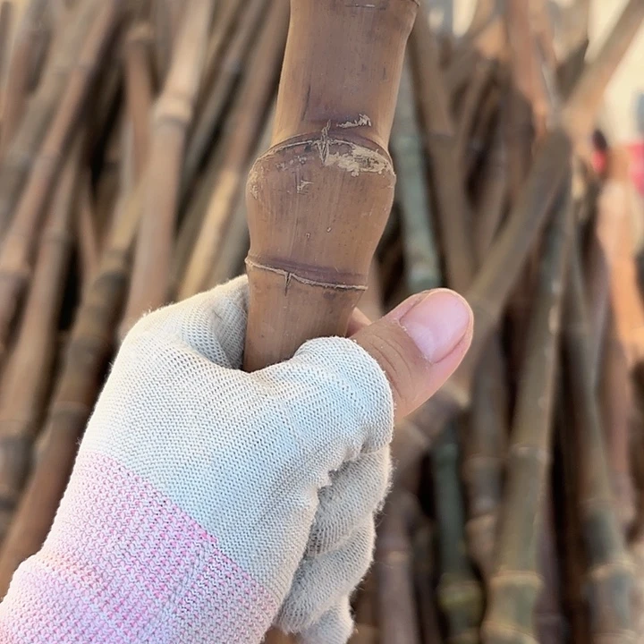 *****实心竹竹竹竹竹竹竹竹