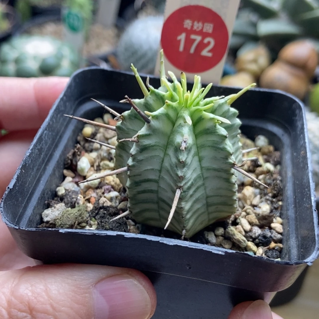 强刺斑马锦一颗仙人球3.3cm