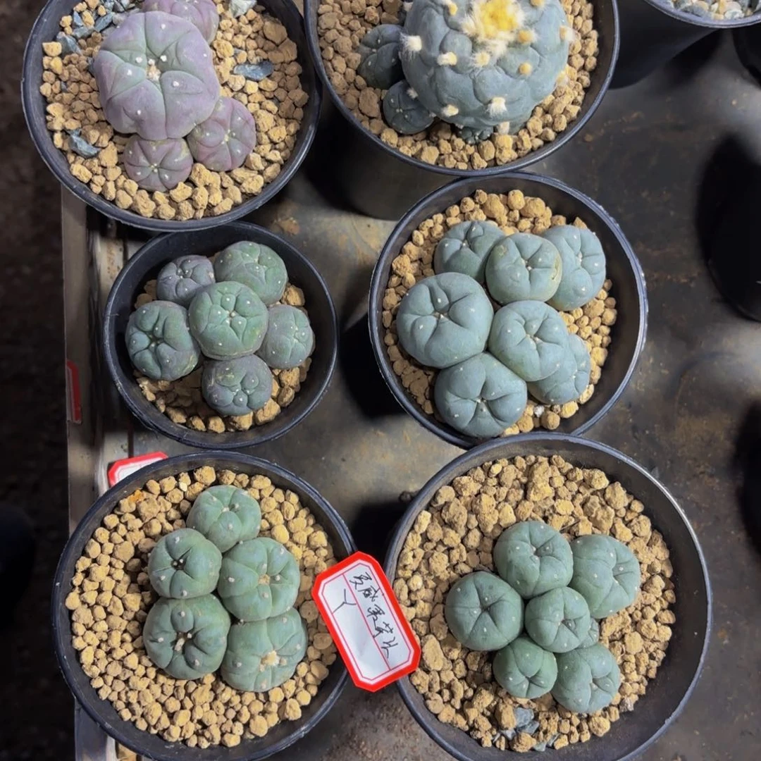 夏***头芋头专拍。    y。