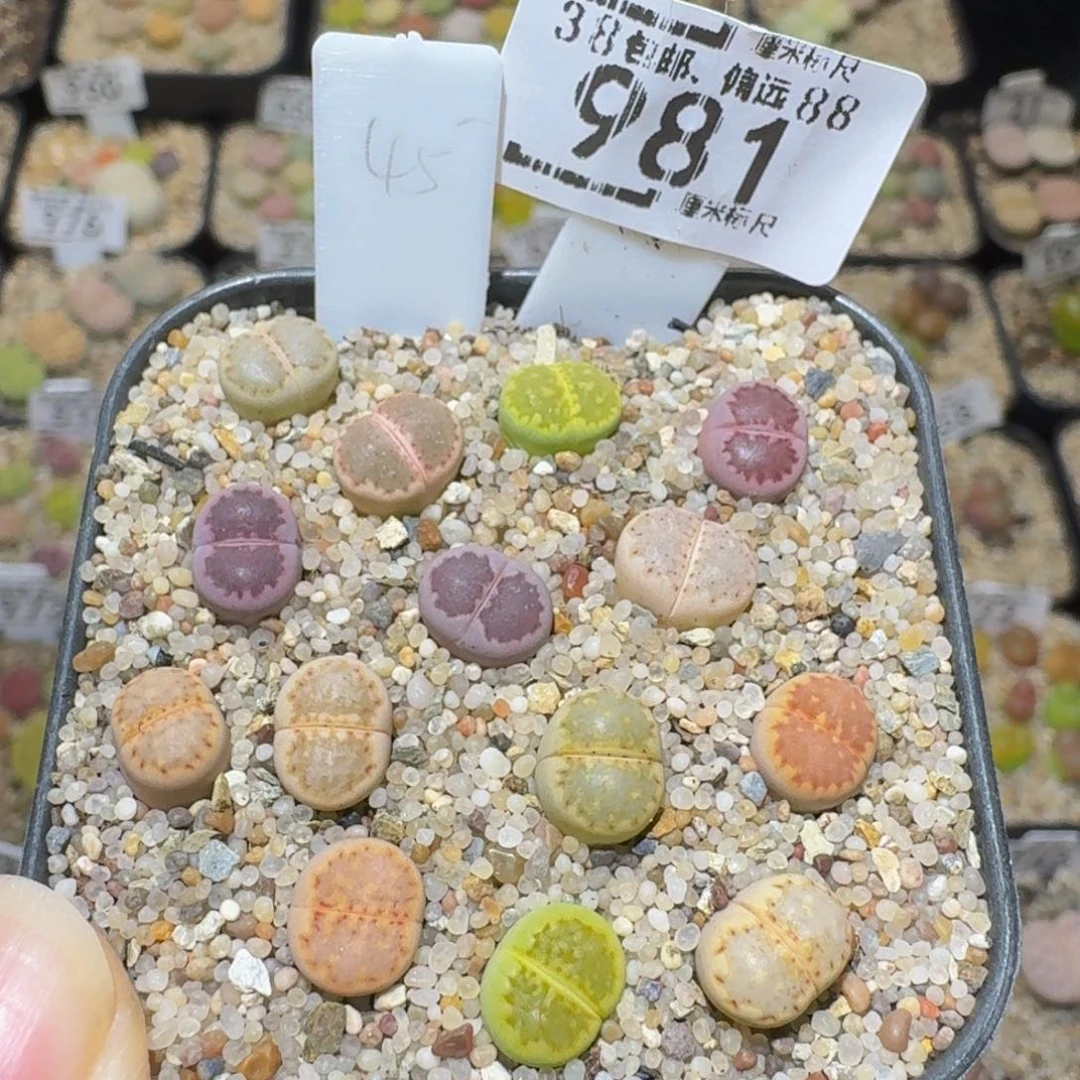 Ssss精品生石花981彩饼