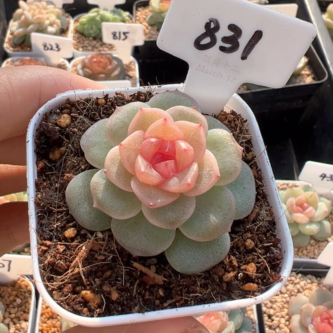 饱***.831号风花雪月系列仙音