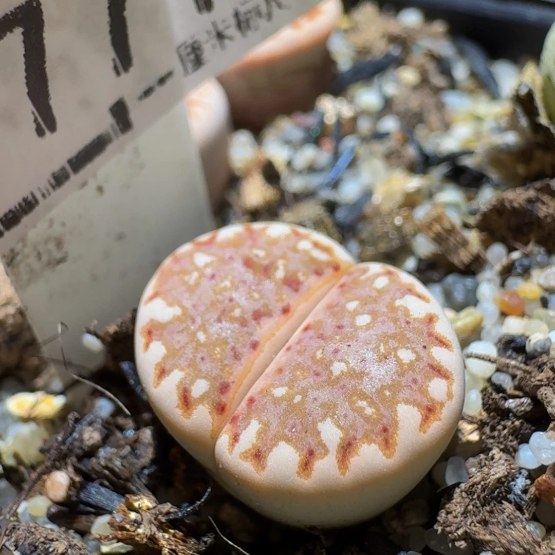 Sss便宜了便宜了771