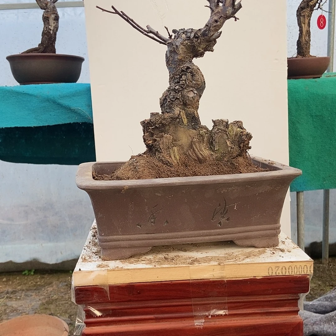 皇***哖全部花苞野梅嫁接乌梅