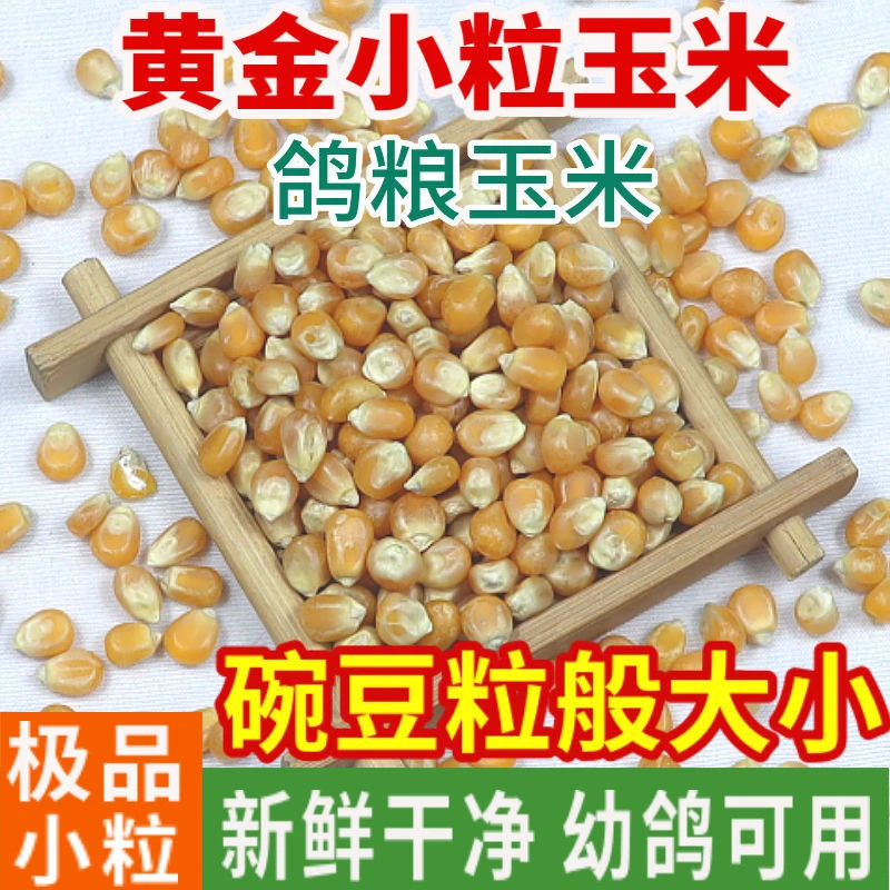 小粒玉米鸽子饲料鸽子粮小嘴鸽子赛鸽肉鸽幼鸽元宝专用厂家批发价