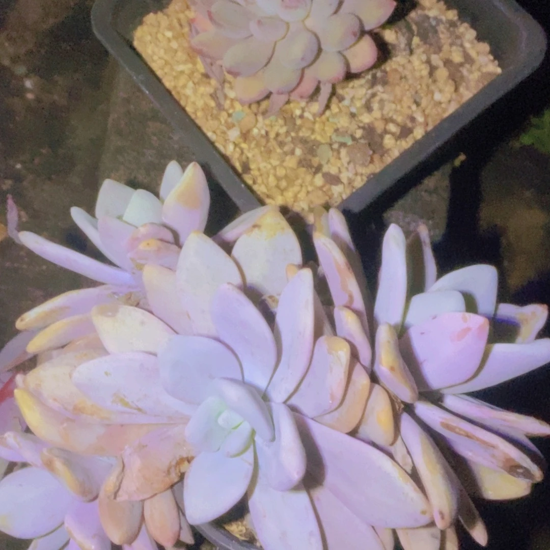 麦****箱拍一单包邮一单