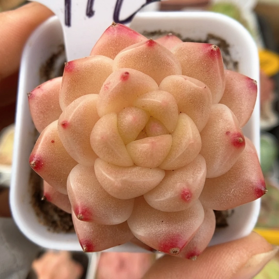 粉油透珍妮416号。