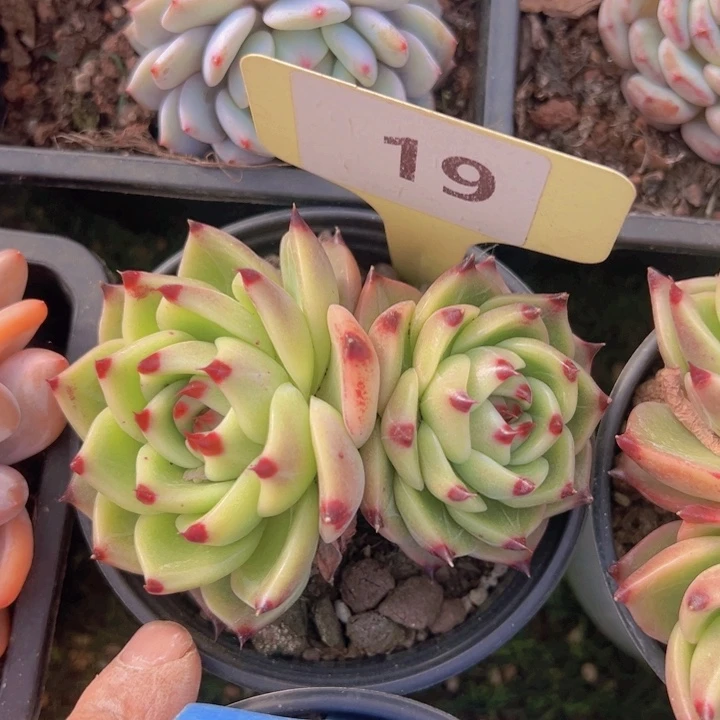 健健康康平平安安