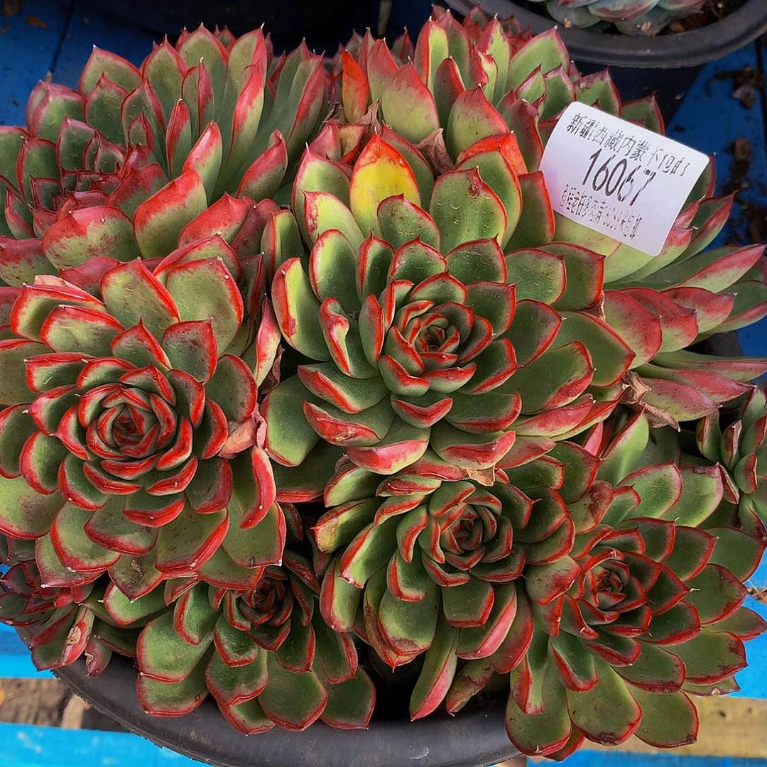 云****萤火虫16067多肉多肉