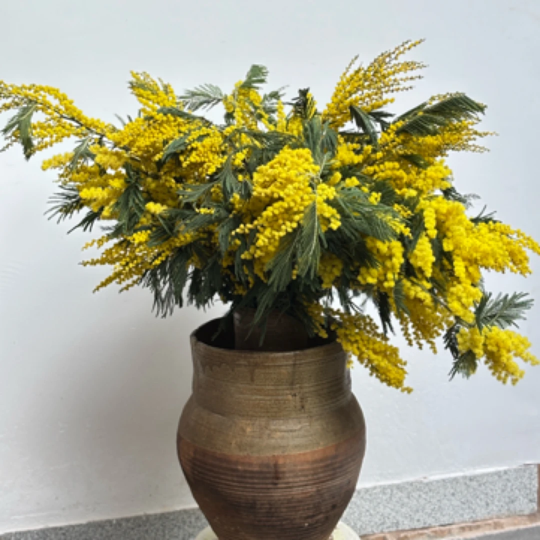 羽叶金合欢  云南AB级特大鲜花 水培瓶插可做干花包邮
