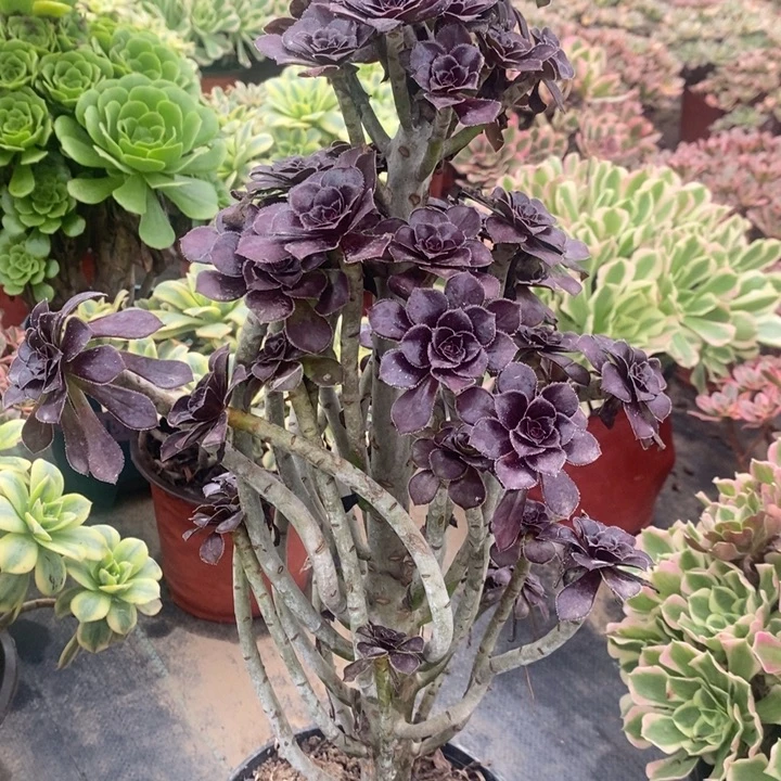 黑法50多肉植物法师妖桩