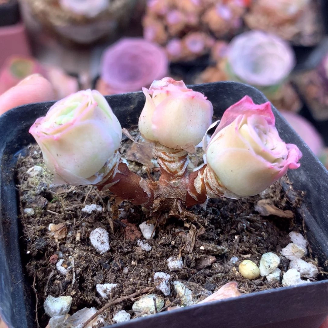 隐****膀一物一拍果粒橙随单福利912