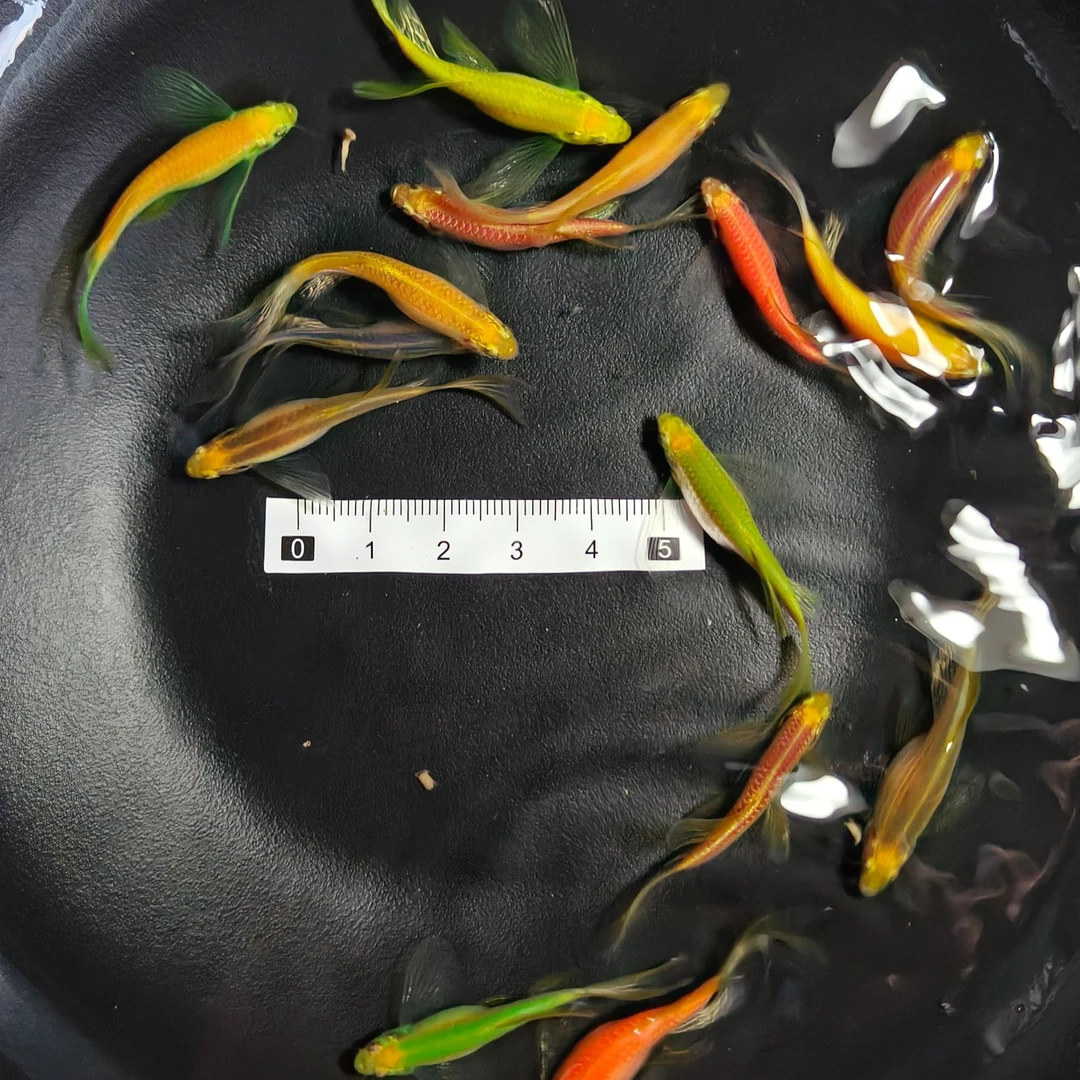 七彩蝶翼斑马鱼群游特效热带淡水糖果观赏鱼小型好养