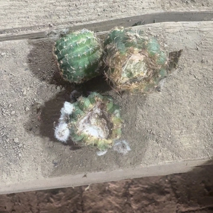 210丽花主头无木心斑无根伤，20包邮