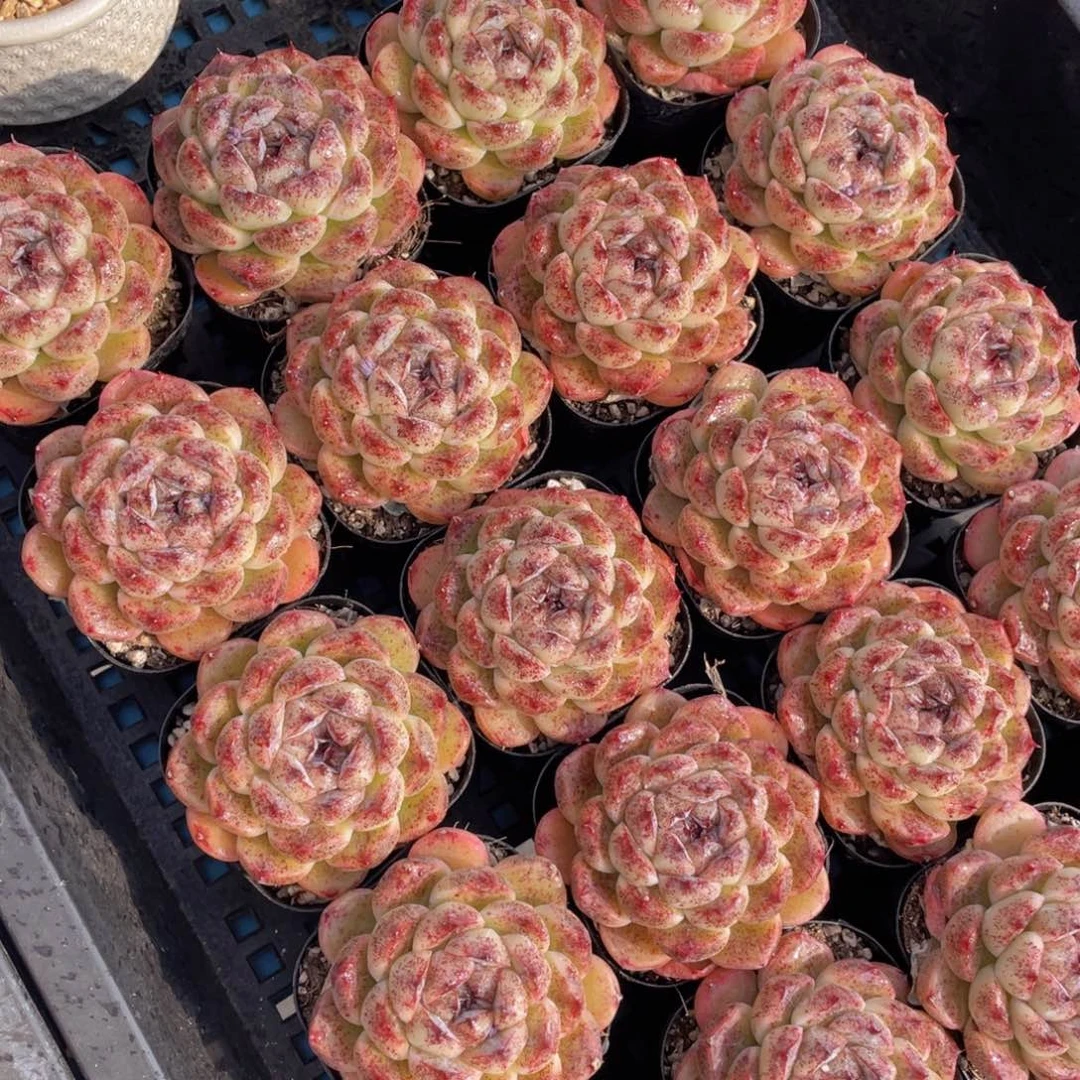 量拍40号黑森林大单头一个