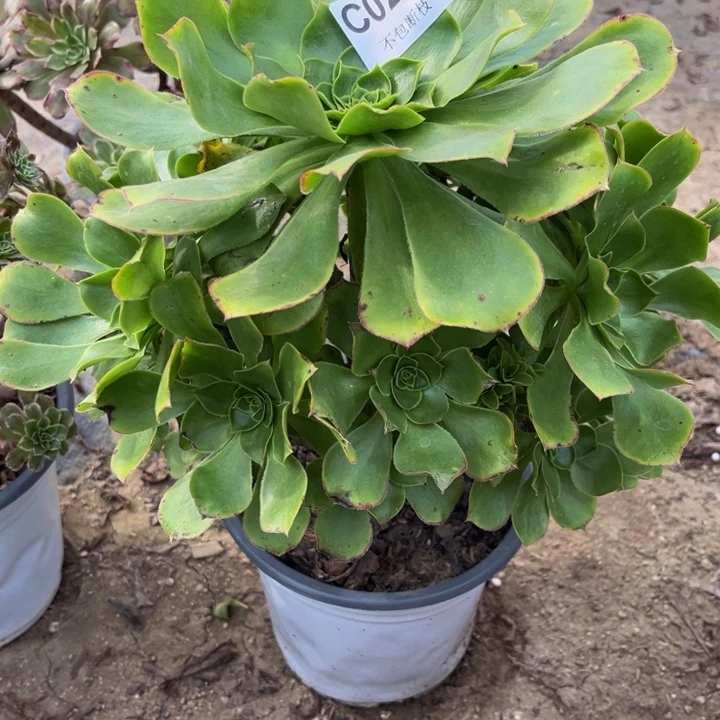 226 多肉法师不包断枝