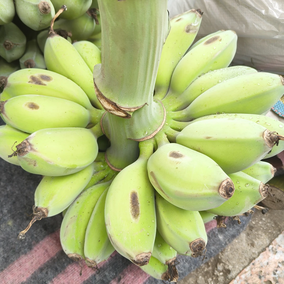 广西黄帝蕉西贡蕉赶集代购