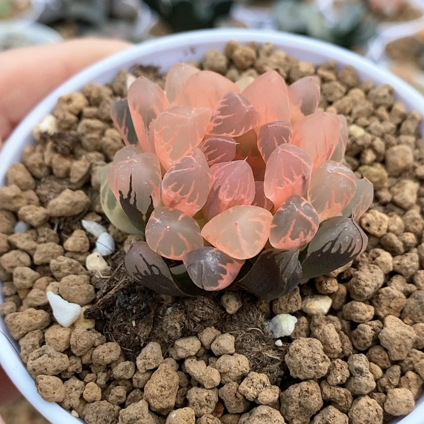 【闪购商品】糊斑灵犀玉露锦