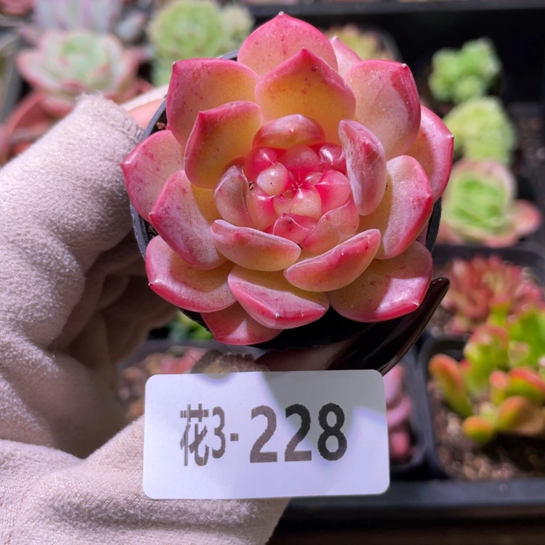 花利美3-228福利珍妮