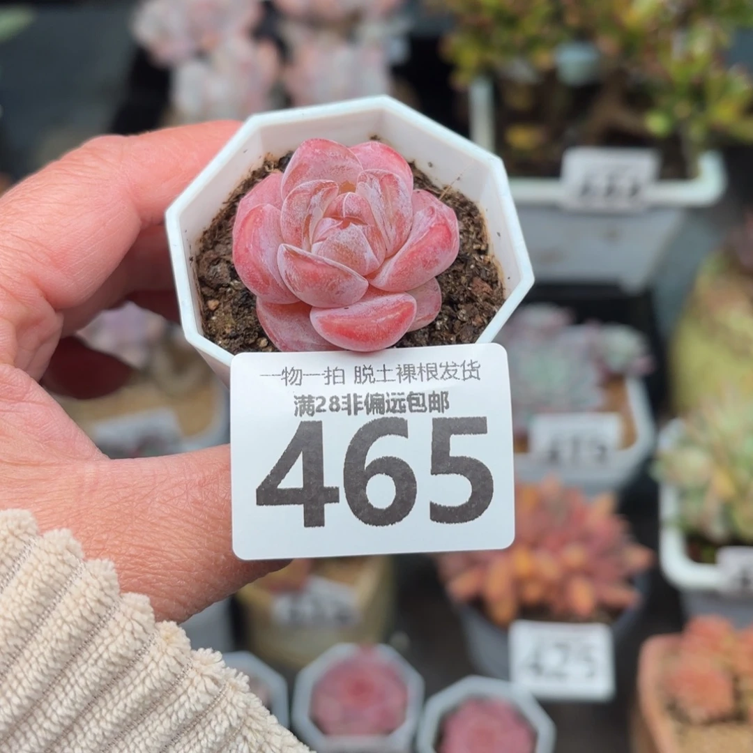 玉兔单头无盆土发货