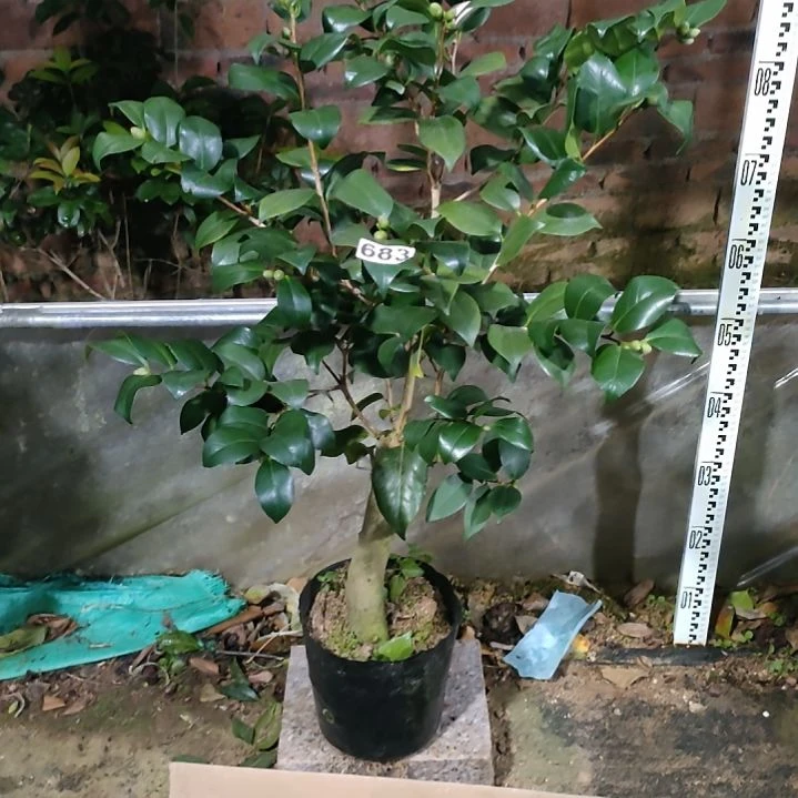 683十八学士，原盆原土发货，不包邮