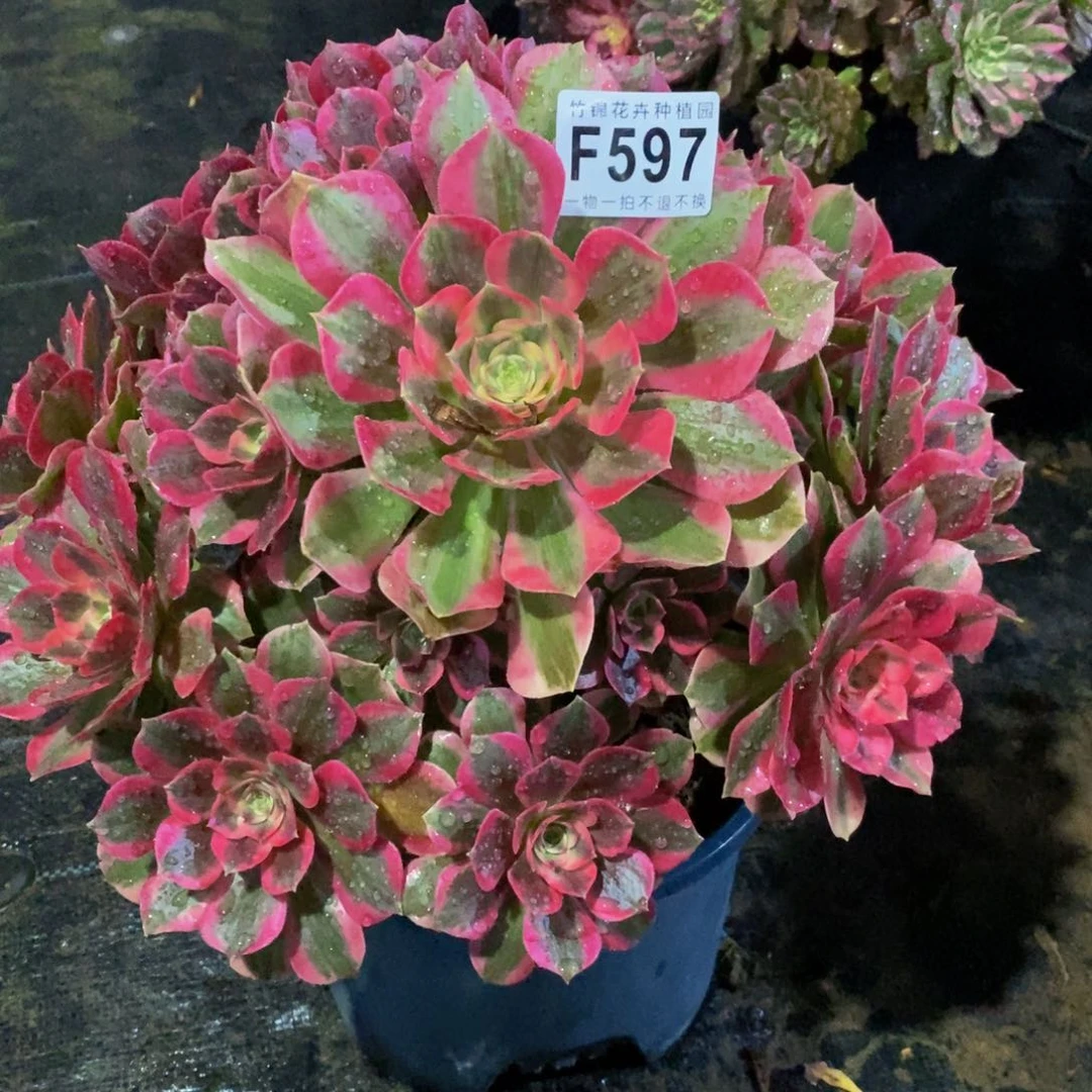 597女郎法师锦一棵