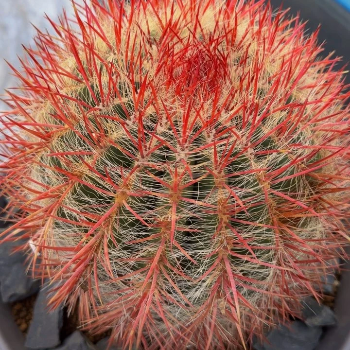 墨西哥原产地奇特红琥大福利