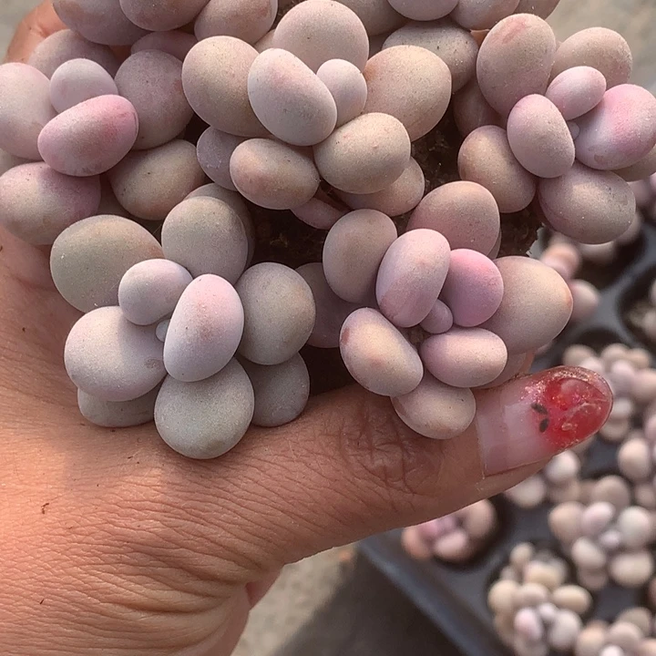 桃蛋3颗 （满9.99包邮不满9.99发叶子）