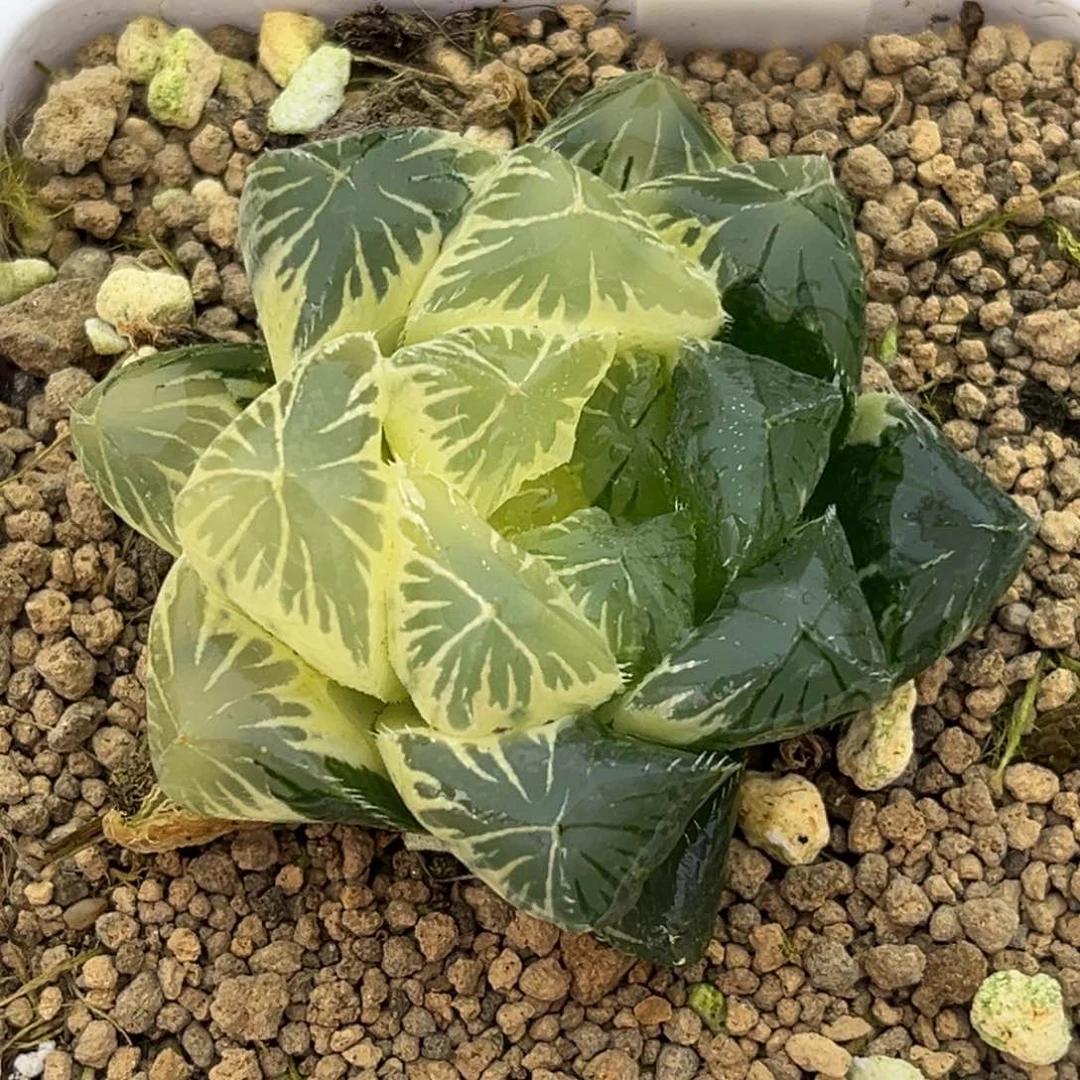 62半糊斑别系/夏末玉露锦十二卷多肉