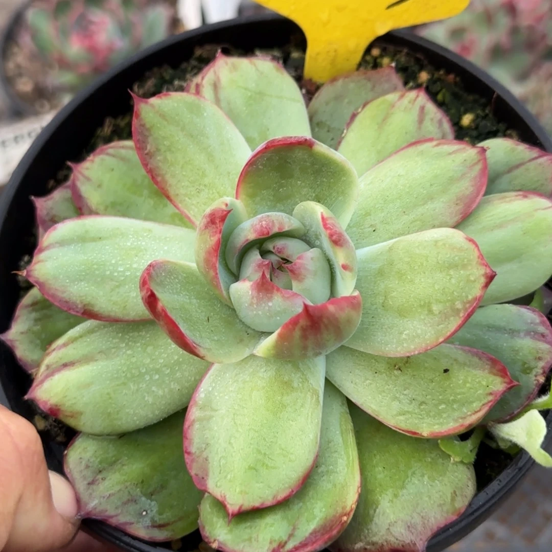 惊鸿一物一拍包装收缩花旱冰鞋423