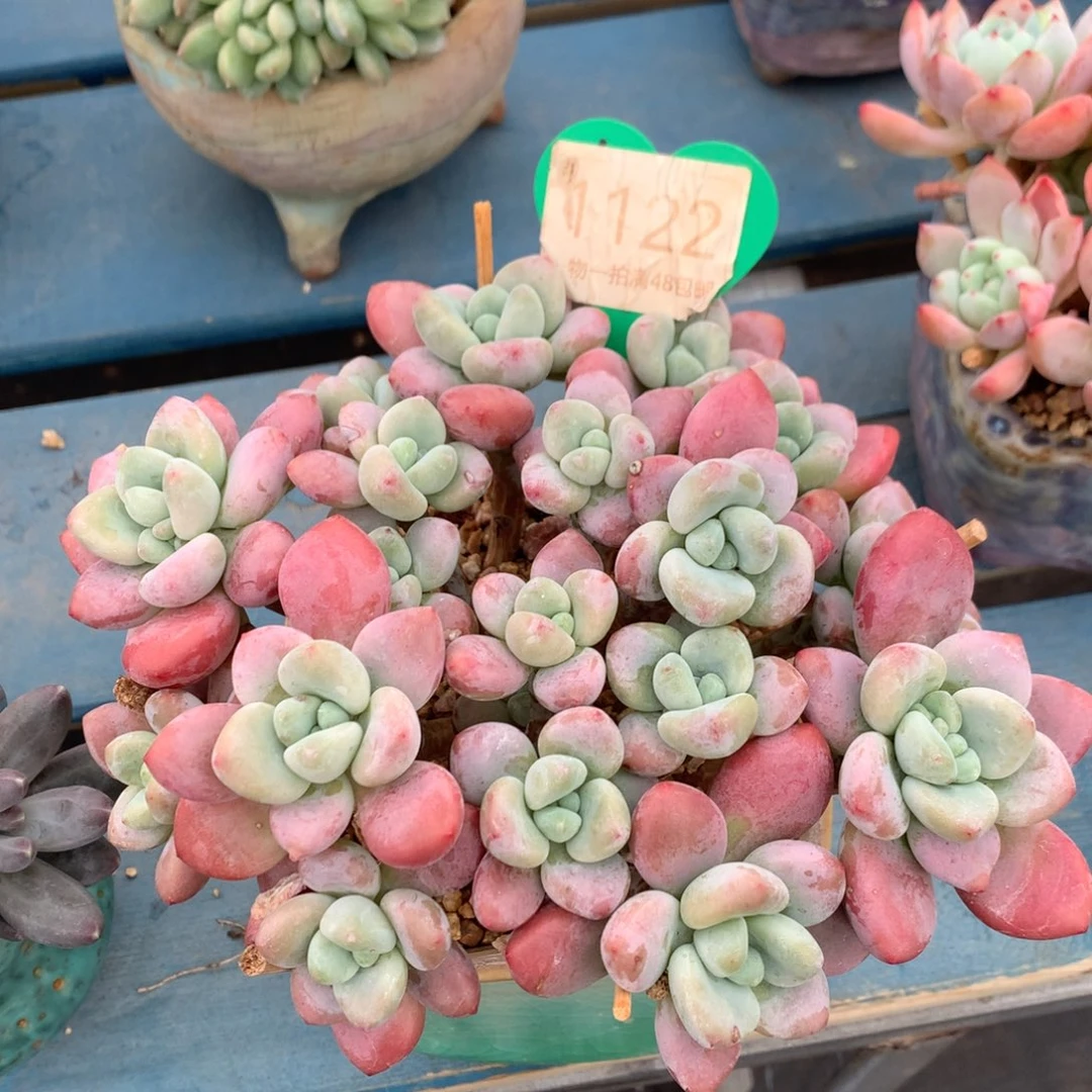 红洛神无砍平头1122