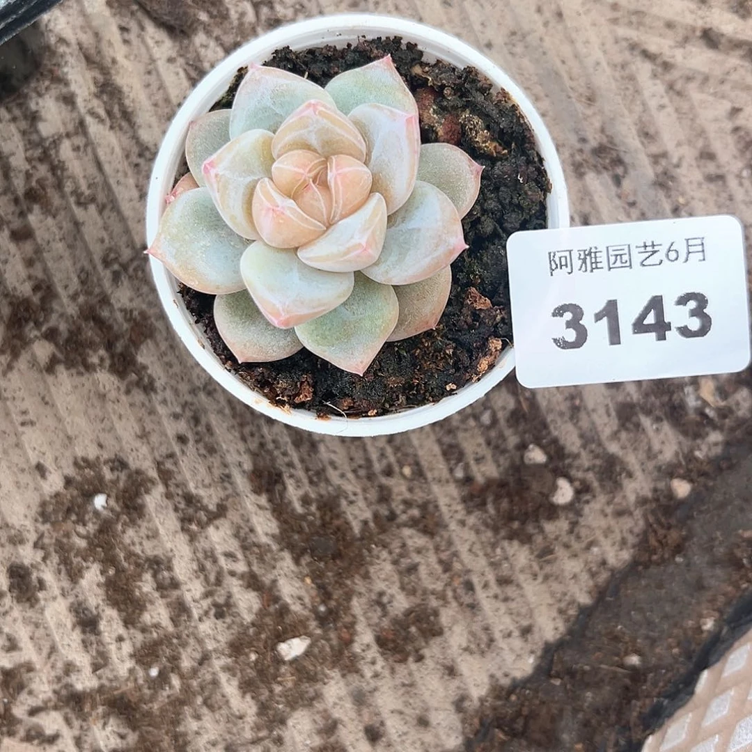 阿雅园艺。    3143珍妮