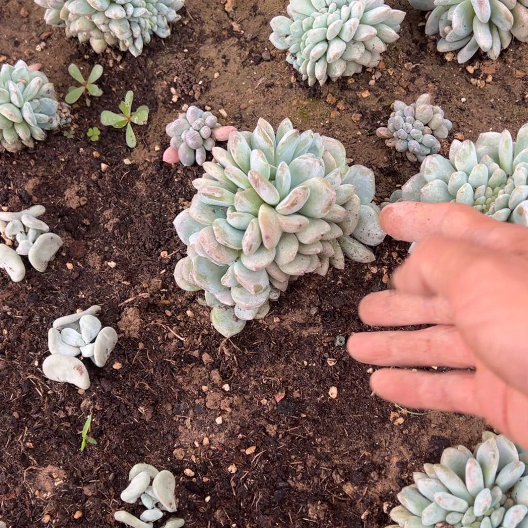 灯****…多肉植物，多肉植物