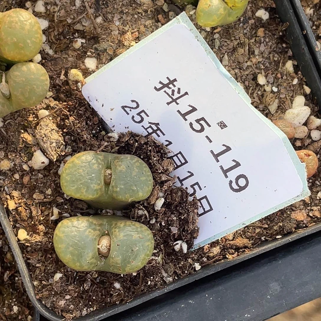 薄****15-119肉锥多肉植物