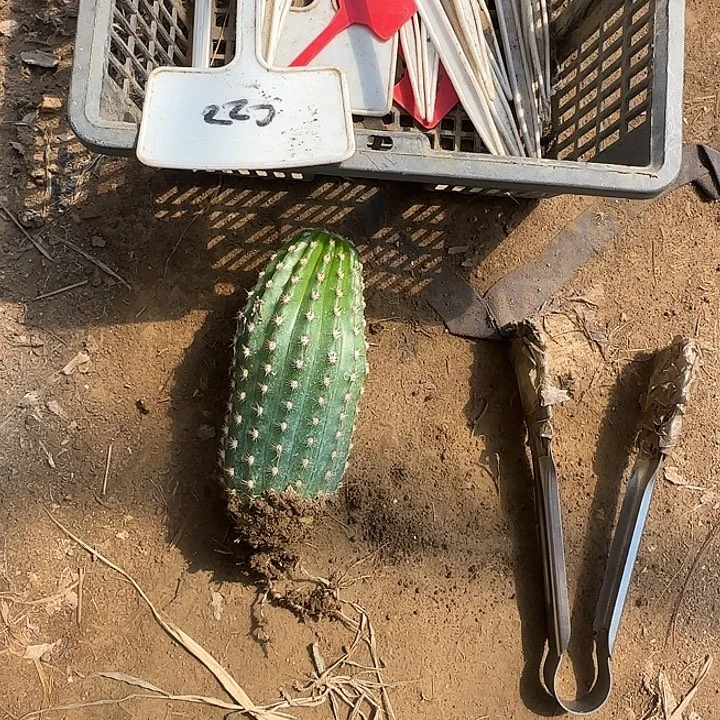 兰****北极星毛花柱20的