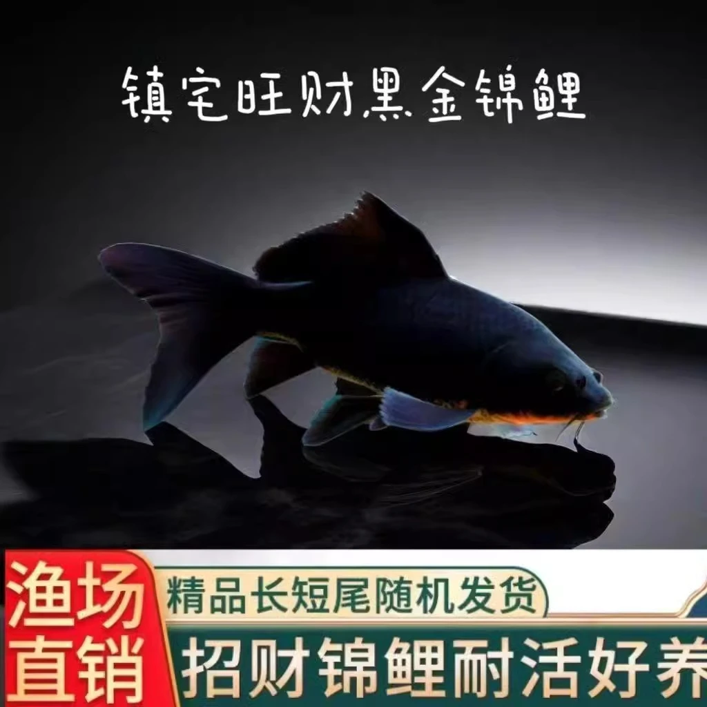 黑金锦鲤鱼活体包活到家龙凤白金黄金锦鲤冷水观赏鱼鹦鹉红草