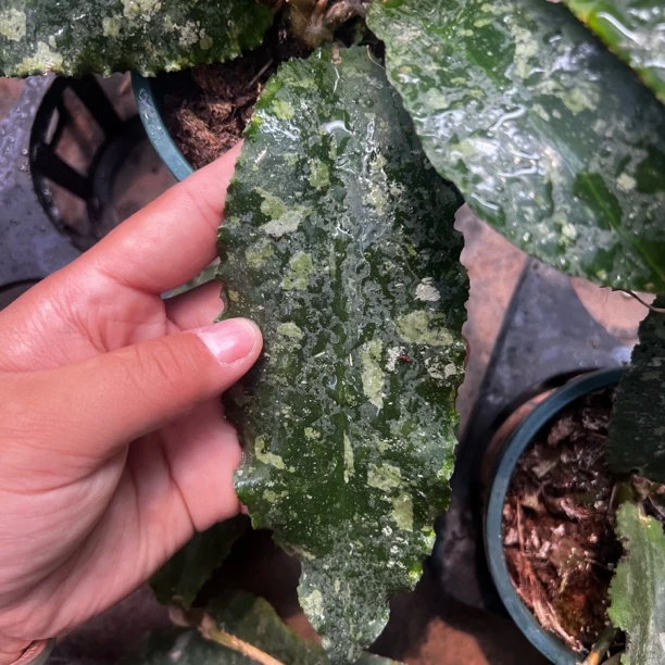 太行（波状叶球兰Hoya undulata ）叶片厚实开花香叶片会变色