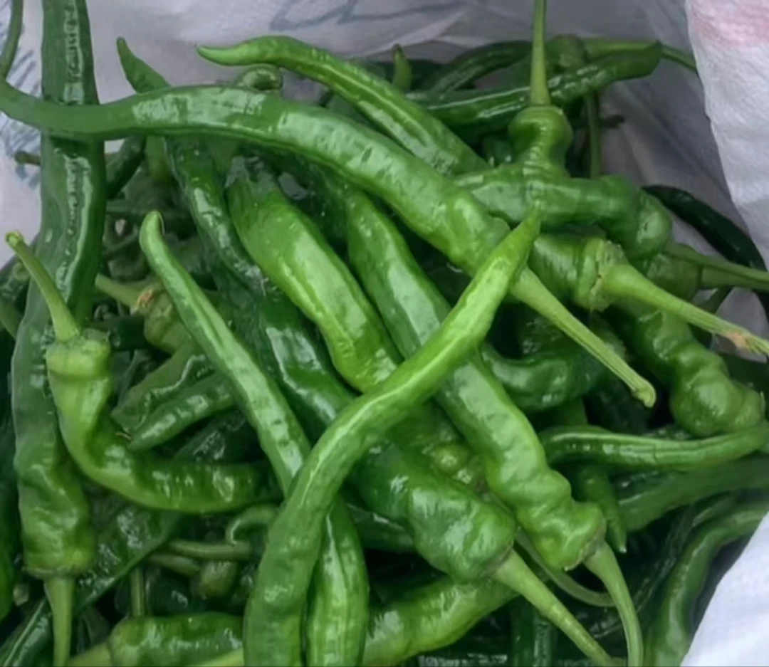 新鲜薄皮辣椒皱皮辣椒农家自种蔬菜青椒香辣辣椒