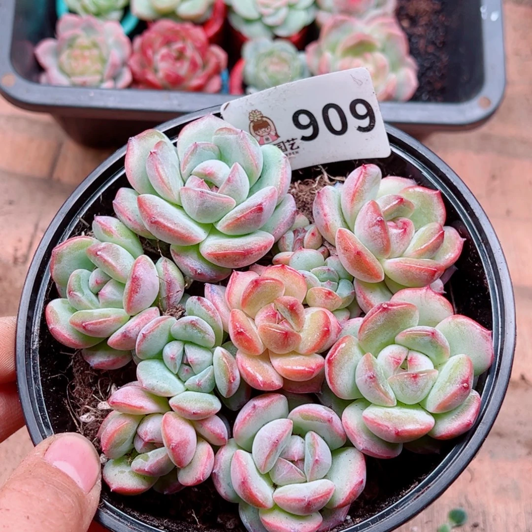 多肉植物多肉植物