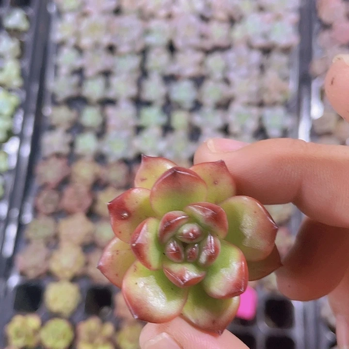 万宝龙精品多肉量拍