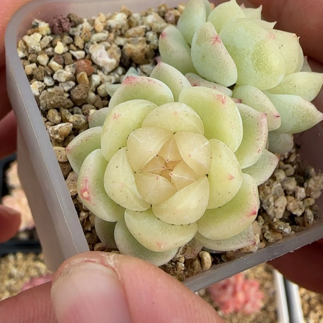 一物一拍财富泼天富贵14019