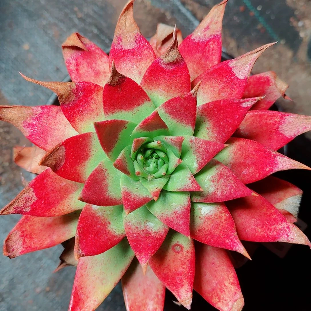 1671绿雪山仙女杯多肉