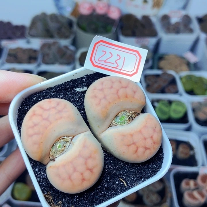 樱桃爱妃们的美肉