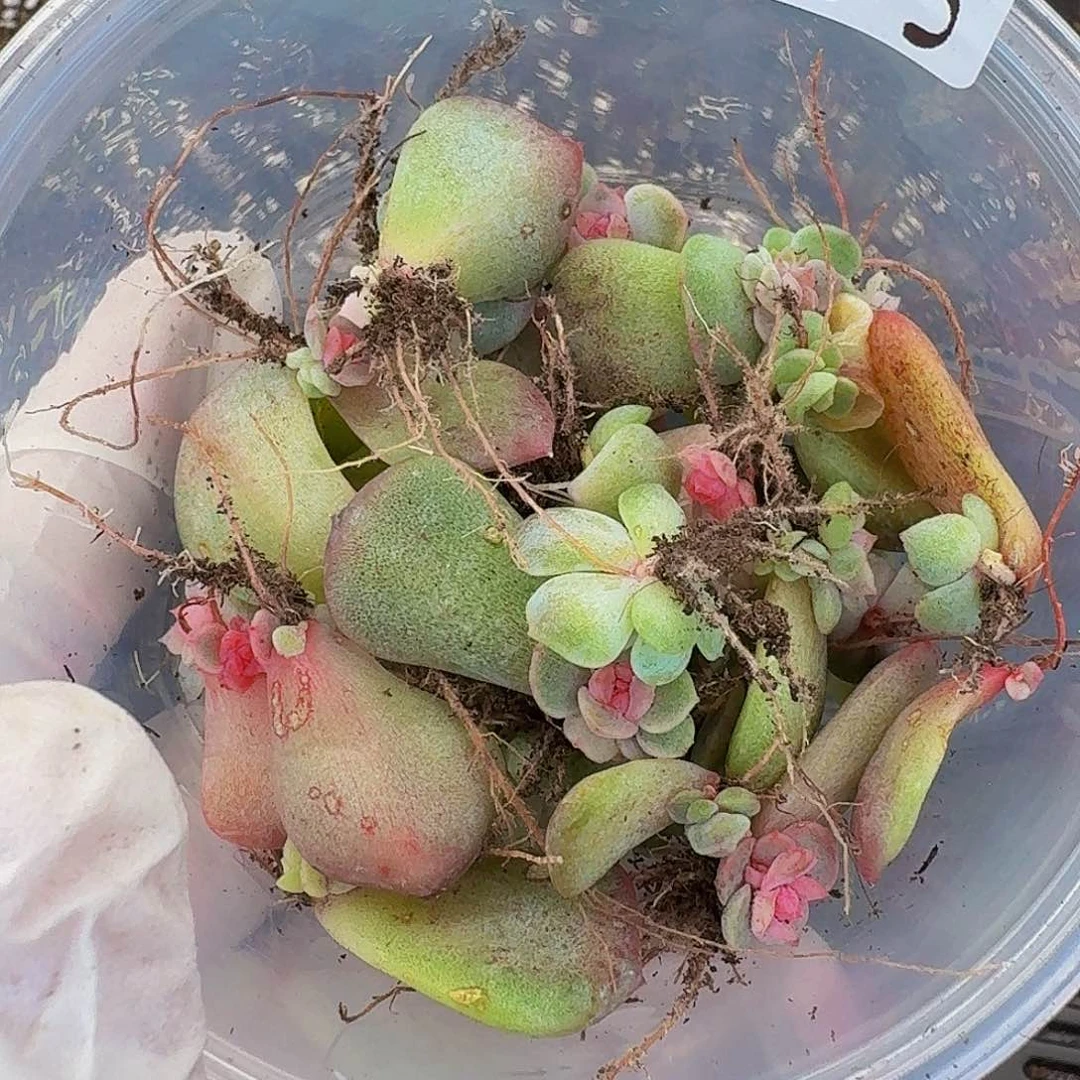 多肉植物多肉植物36