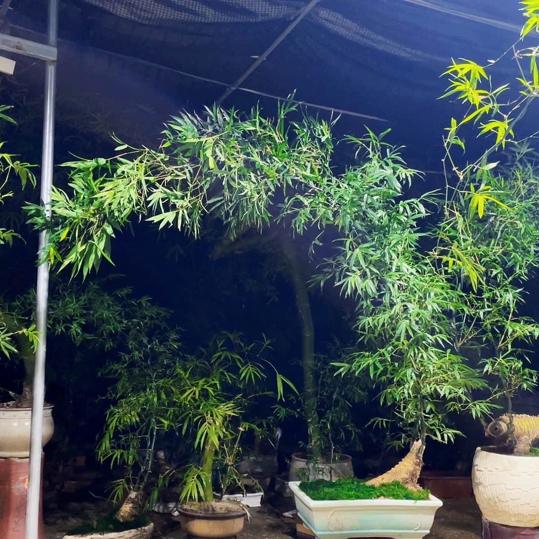Y***n无花朵小叶簕竹熟桩陶瓷盆一物一拍