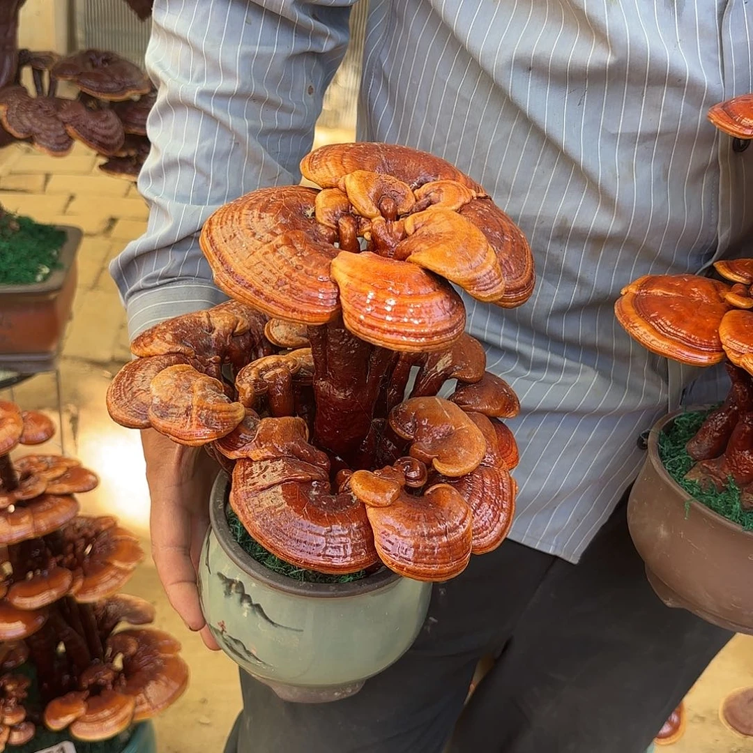 无花朵灵芝是我国著名植物